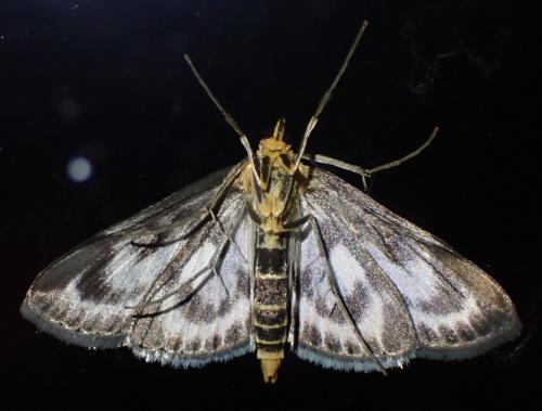 Réf. 315 015 : Anania hortulata